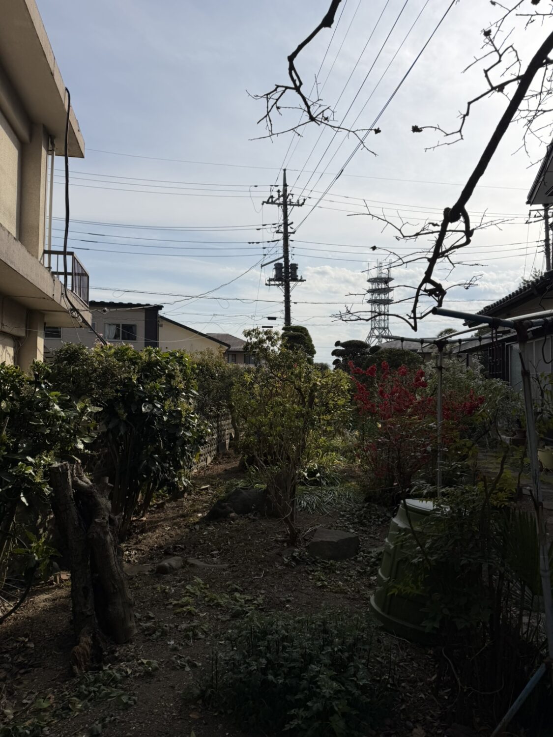 センチメンタル柱🌳